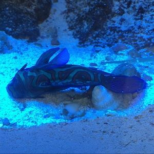 Meet your Posher, Dayneris